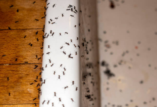 Best Best Pest Control Companies  in Grace, ID